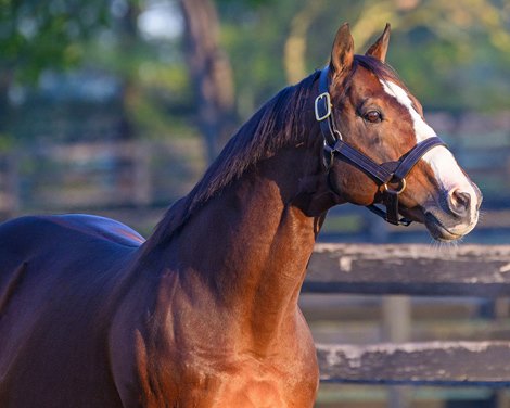 Into Mischief in his paddock at Spendthrift Farm in Lexington, Ky., on Oct. 17, 2024.