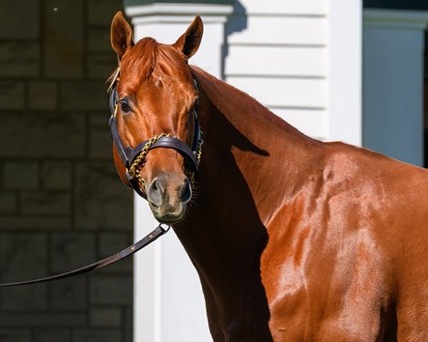 Vekoma<br>
Stallions at Spendthrift Farm near Lexington, Ky., on Oct. 22, 2024.