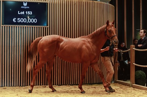 2024 Arqana October Yearling Sale, Lot 153<br>
Arqana Deauville, 22/10/2024, photo: Zuzanna Lupa