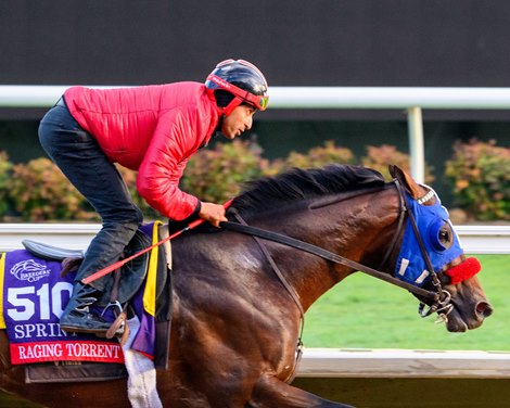 Raging Torrent<br>
Breeders’ Cup contenders training at Del Mar in Del Mar, California, on Oct. 27, 2024.