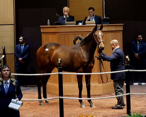 Hip 1276,  2024 Fasig-Tipton October Sale