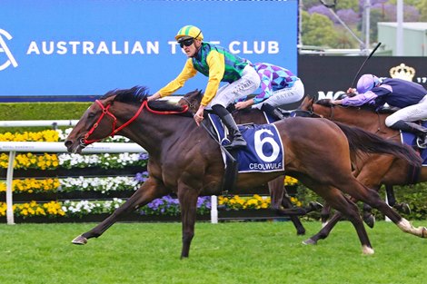 Ceolwulf wins the 2024 King Charles Stakes at Royal Randwick Racecourse<br>
ridden by Chad Schofield and trained by Joe Pride