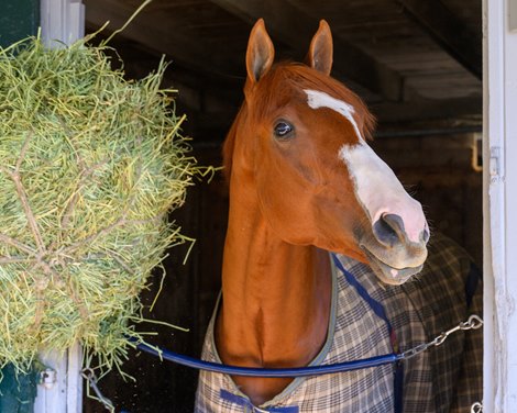 Carl Spackler  in his stall at Keeneland in Lexington, Ky. on Oct. 15, 2024.