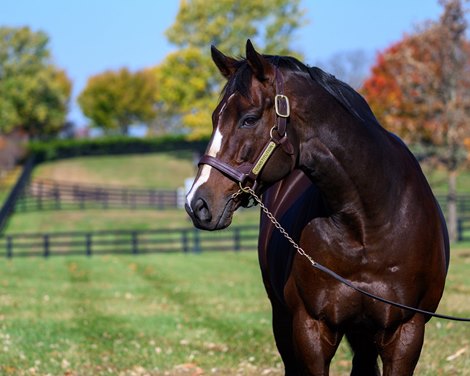 Constitution at WinStar Farm near Lexington, Ky., on Oct. 23, 2024.