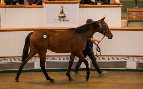 Lot 402 Camelot (GB) / Sense of Style (IRE) B.F. (IRE)    Camas Park Stud, Ireland    Amo Racing    2,900,000<br>
Tattersalls <br>
October Yearling Sale<br>
Book 1<br>
2024-10-10