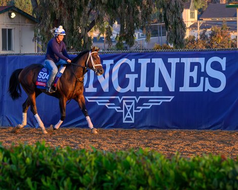 Federal Judge<br>
Breeders’ Cup contenders training at Del Mar in Del Mar, California, on Oct. 30, 2024.