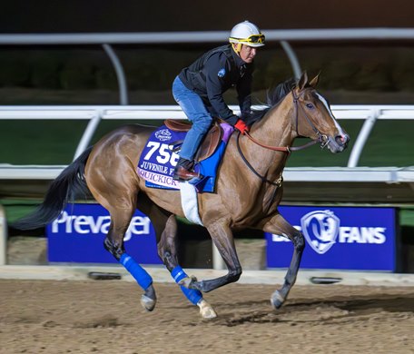 Breeders’ Cup contender Quickick gallops this morning during the exercise period at the Delmar Race Track Tuesday Oct. 29, 2024 in San Diego, CA.    Photo by Skip Dickstein