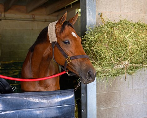 Vahva<br>
Breeders' Cup contenders at Keeneland  near Lexington, Ky., on Oct. 22, 2024.