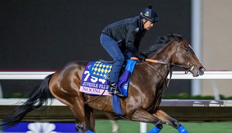 Breeders’ Cup contender Nooni gallops this morning during the exercise period at the Delmar Race Track Tuesday Oct. 29, 2024 in San Diego, CA.    Photo by Skip Dickstein