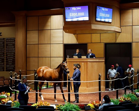 Hip 344, 2024 Fasig-Tipton October Sale