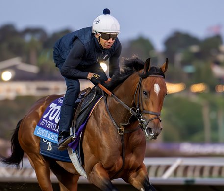 Breeders’ Cup contender Chancer McPatrick gallops this morning during the exercise period at the Delmar Race Track Wednesday Oct. 30, 2024 in San Diego, CA.    Photo by Skip Dickstein