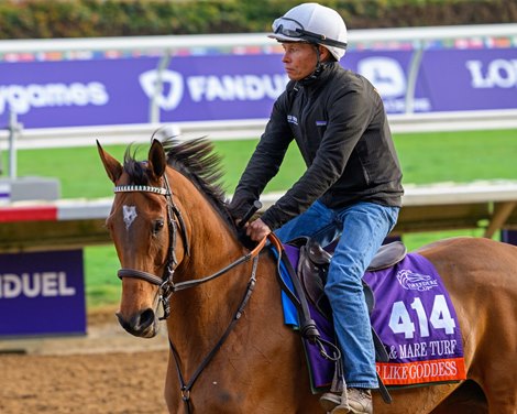 War Like Goddess<br>
Breeders’ Cup contenders training at Del Mar in Del Mar, California, on Oct. 27, 2024.