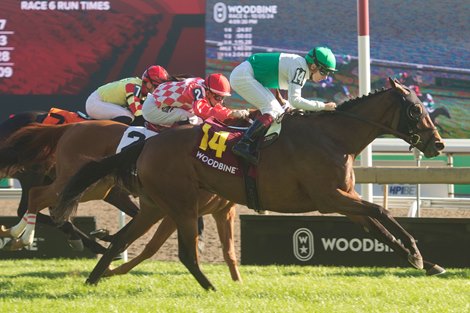 Jockey Vincent Cheminaud guides #14 Truly Quality to victory in the $175,000 HPI bet Singspiel Stakes at Woodbine. Owned by Augustin stables and trained by Jonathan Thomas, Truly Quality covered the 1Mi.3/8 over the E.P.Taylor Turf course in 2.17.2. Woodbine/Michael Burns Photo