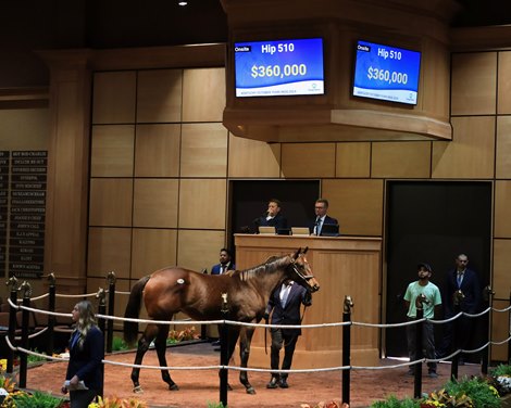 Hip 510,  2024 Fasig-Tipton October Sale