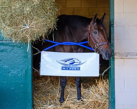 Thorpedo Anna<br>
Breeders’ Cup contenders training at Del Mar in Del Mar, California, on Oct. 30, 2024.