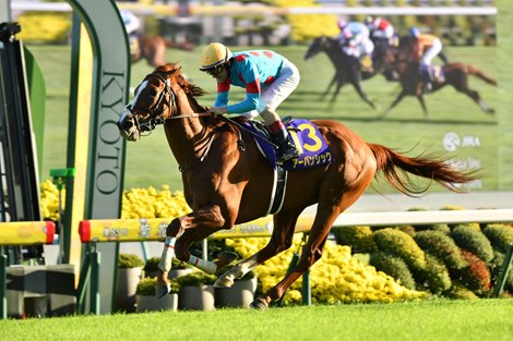 Urban Chic and jockey Christophe Lemaire win the Kikuka Sho (Japanese St. Leger-G1) Oct. 20 at Kyoto Racecourse.