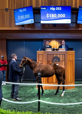 Hip 252, 2024 Fasig-Tipton Saratoga Fall Mixed Sale