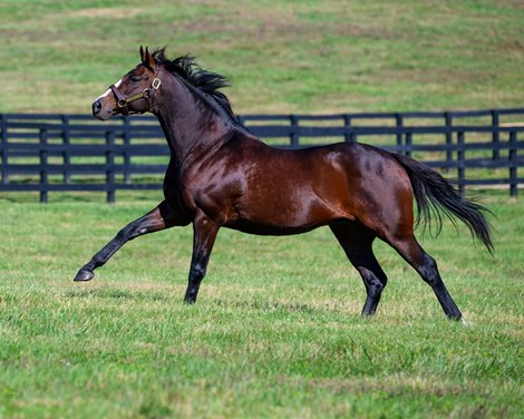 Constitution<br>
Constitution at WinStar Farm near Lexington, Ky., on Oct. 23, 2024.