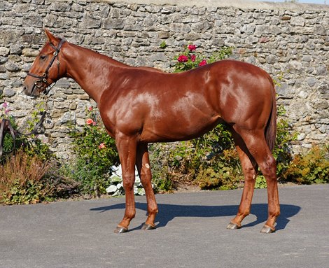 Goffs Orby 2024, Lot 219