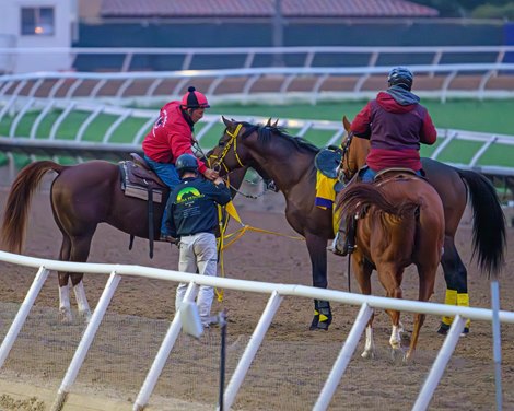 Ushba Tesoro during an  odd occurrence on track when the stirrup got caught up in his mouth Breeders’ Cup contenders training at Del Mar in Del Mar, California, on Oct. 28, 2024.