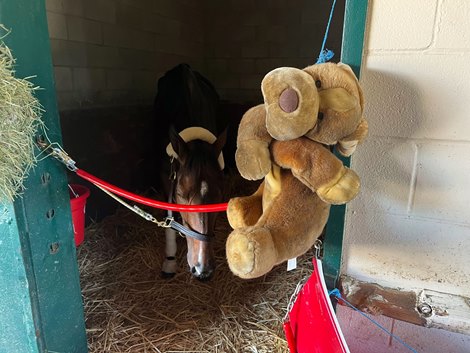 Moira and her stuffed dog, Breeders' Cup 2024