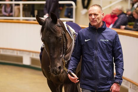 Lot 672 Mountain Bear (IRE) 2021 Br.C.  BY No Nay Never (USA) EX Holy Alliance (IRE)   113CoolmoreOllie Sangster Agent For Wesley Ward330,000 Tattersalls Autumn HIT Sale 29/10/2024