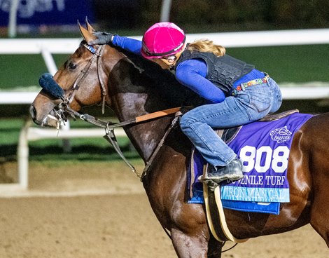 Breeders’ Cup contender Iron Man Cal gets an ear scratch before he gallops this morning during the exercise period at the Delmar Race Track Wednesday Oct. 30, 2024 in San Diego, CA.    Photo by Skip Dickstein