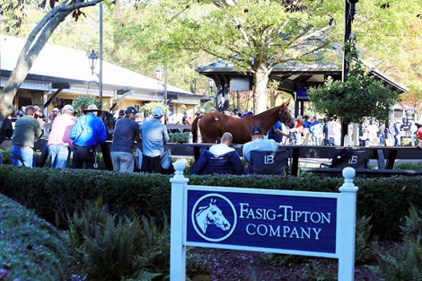 Scenics,  2024 Fasig-Tipton October Sale,