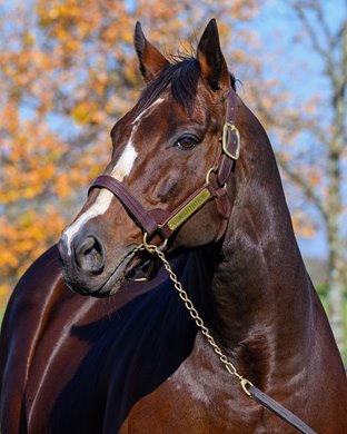 Constitution at WinStar Farm near Lexington, Ky., on Oct. 23, 2024.