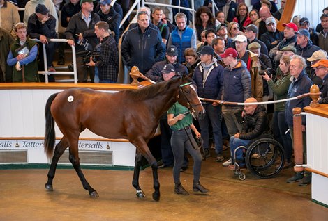 Lot 72 Frankel (GB) / Alwilda (GB) B.F. (GB)    Staffordstown, Ireland    Amo Racing Ltd    2,500,000<br><br />
Tattersalls<br><br />
October Yearling Sale<br><br />
Book 1<br><br />
2024-10-08