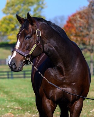 Constitution<br>
Constitution at WinStar Farm near Lexington, Ky., on Oct. 23, 2024.