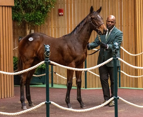 Hip 147 by Flightline by out of Champagne Lady sold by Eaton Sales at the Keeneland November Breeding Stock Sale in Lexington, KY Tuesday November 5, 2024. Photo by Anne Eberhardt