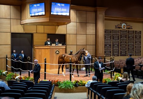 Hip 103 a weanling filly by Into Mischief out of Elle Sueno, consigned by Hill ‘n’ Dale at Xalapa to The November Sale at Fasig-Tipton in Lexington, Ky. on November 4, 2024.