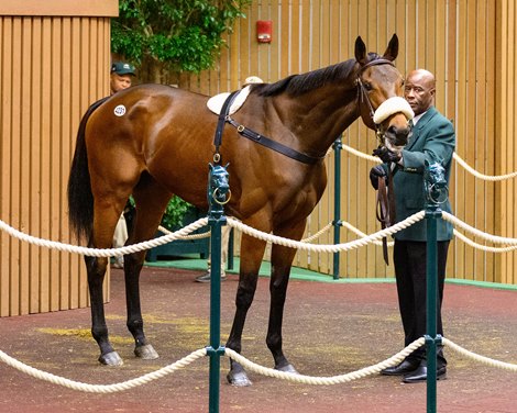 Hip 4231 Tripolina at Grovendale Sale<br>
Keeneland breeding sstock sale at Keeneland near Lexington, Ky., on Nov. 13, 2024.