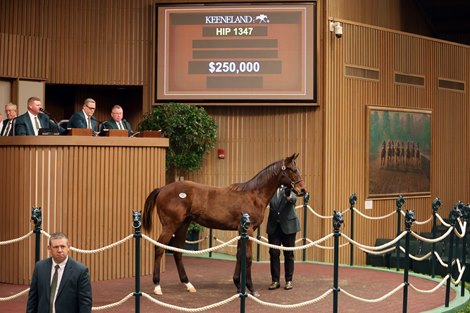 Hip 1347, 2024 Keeneland November Sale