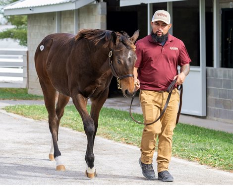 Hip 437 at the Keeneland November Breeding Stock Sale in Lexington, KY Tuesday November 5, 2024. Photo by Anne Eberhardt