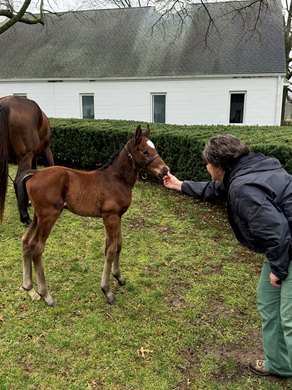 Hip 1602 at three days old, a colt by McKinzie who sold for $235,000 during the final session of Book 3 at the Keeneland November Sale.