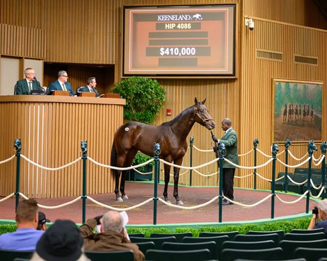 Hip 4086 Captain Cook<br><br />
Keeneland breeding stock sale at Keeneland near Lexington, Ky., on Nov. 13, 2024.