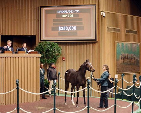 Hip 795, 2024 Keeneland November Sale