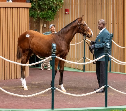 Hip 241, Flighline out of Lucrezia sold at the Keeneland November Breeding Stock Sale in Lexington, KY Tuesday November 5, 2024. Photo by Anne Eberhardt