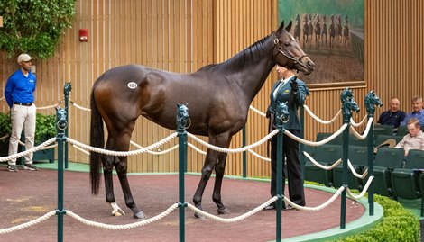 Hip 101, Walkathon by Twirling Candy out of Walkabout represented by Denali Stud as agent sold for $1.5M at the Keeneland November Breeding Stock Sale in Lexington, KY Tuesday November 5, 2024. Photo by Anne Eberhardt