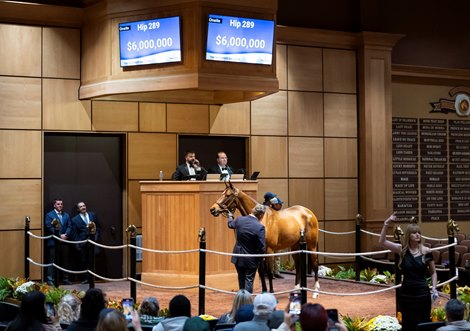 Hip 289 McKulick consigned by Elite to The November Sale at Fasig-Tipton in Lexington, Ky. on November 4, 2024.