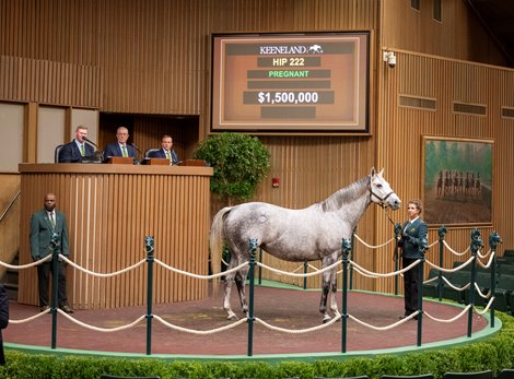 Krissy’s Candy by Candy Ride out of Unbridled Beauty sells for $1.5M at the Keeneland November Breeding Stock Sale in Lexington, KY Tuesday November 5, 2024. Photo by Anne Eberhardt