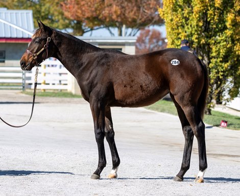 Hip 284 stands for inspection at the Keeneland November Breeding Stock Sale in Lexington, KY Tuesday November 5, 2024. Photo by Anne Eberhardt