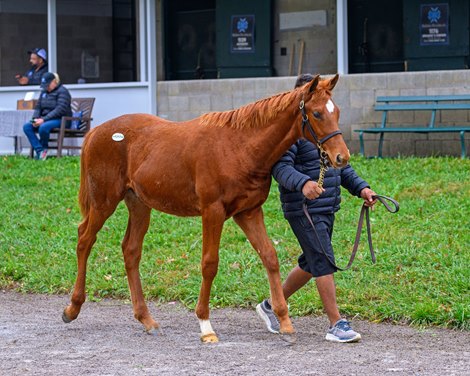 Hip 1317  by Mystic Guide out of Beacon of Light at Baldwin Bloodstock, agent<br>
Keeneland Breeding Stock Sale at Keeneland in Lexington, Ky., on Nov. 7, 2024.