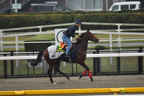 Goliath, Japan Cup Preparations