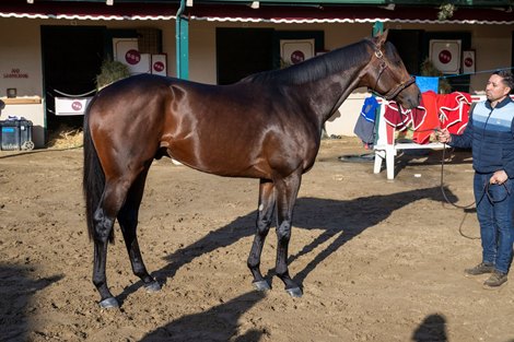 Breeders’ Cup Classic winner Sierra Leone out for a quick visit with the media the morning after the win at Delmar Race Track Sunday November 3, 2024  in San Diego, CA.    Photo by Skip Dickstein