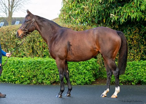 2024 Goffs November Breeding Stock Sale, Lot 1150<br>
Firebird Song