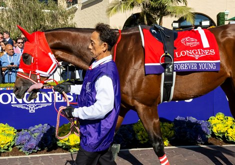 Forever Young in the paddock before the Breeders’ Cup Classic (G1) at Del Mar Racetrack in Del Mar, CA on November 2, 2024.