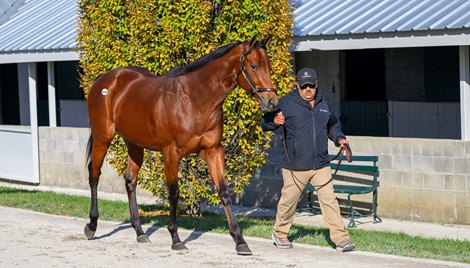 Hip 4131 Girdwood at Gainesway, agent for. John Hendrickson estate Keeneland breeding stock sale at Keeneland near Lexington, Ky., on Nov. 13, 2024.